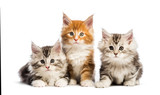Fototapeta Koty - Maine coon kittens, 8 weeks old, lying together, in front of whi