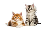 Fototapeta Pokój dzieciecy - Maine coon kittens, 8 weeks old, lying together, in front of whi