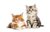 Fototapeta Koty - Maine coon kittens, 8 weeks old, lying together, in front of whi