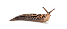 Limax Maximus, Literally, 'biggest Slug', Known By The Common Na