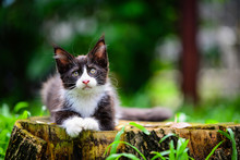 Portrait Of Wild Looked Black And White Kitten Sitting On A Wooden Log In Garden. Cat Looking At The Front In A Forest In Daytime Lighting