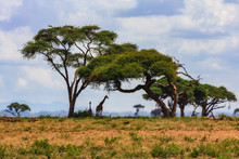 Acacia Tree In The Open Savanna Mara Kenya