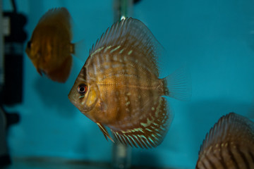 Wall Mural - Turquoise Discus (Symphysodon Aequifaciatus Haraldi-juvenile) in freshwater aquarium