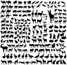 Silhouette Of The Wild And Domestic Animals