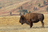 Fototapeta Sawanna - Buffalo in the Custer Park, Black Hills, South Dakota