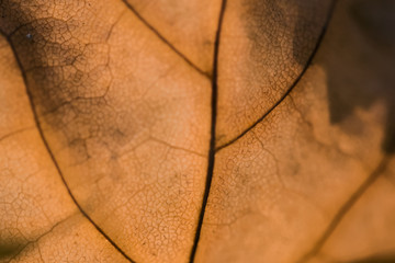 Canvas Print - Closeup of colorful autumn maple leaves