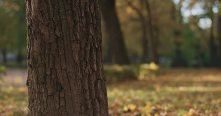 slow motion closeup of maple tree trunk in autumn city