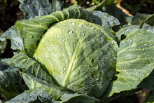 Head Of Cabbage With Drops Of Water From The Rain On The Head, Cole