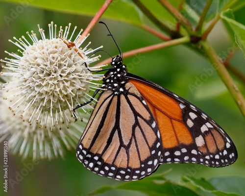 Fotografía Monarch nectaring on a Buttonbush flower