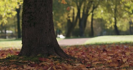 slow motion closeup of maple tree trunk in autumn city park