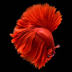 Wall Mural - Red Betta Siamese fighting fish. Fins and tail like long skirts, half moon tail, perfect fish elegance. Fish with red color It is believed that lucky and bring good luck to the owner. Fish that are na