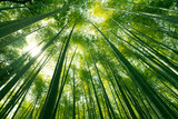 Fototapeta Sypialnia - Arashiyama bamboo forest in Kyoto, Japan.