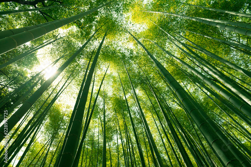 Fotografía Arashiyama bamboo forest in Kyoto, Japan.