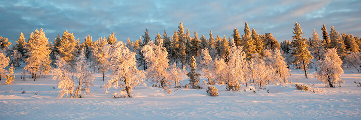 Wall Mural - snowy panoramic landscape, frozen trees in winter in saariselka, lapland, finland