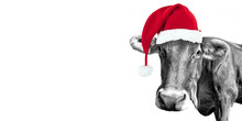 Black And White Fun Cow Isolated On Panoramic White Background With A Santa Hat, 2020 Funny Christmas Greeting Card With Copy-space