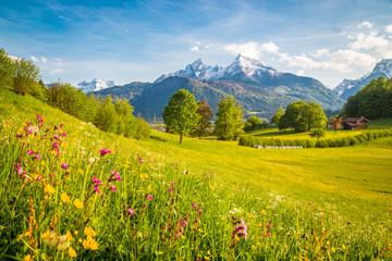 Wall Mural - idyllic mountain scenery in the alps with blooming meadows in springtime
