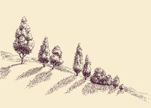 Trees Growing On A Hill Slope Sketch