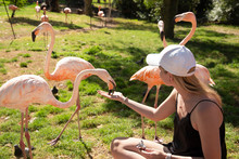 Beautiful Blonde Girl Feeding Group Of Flamingos By The Hands On The Pond