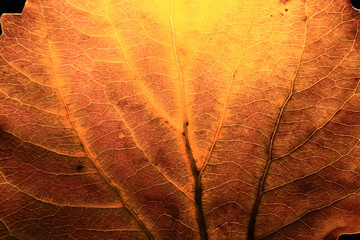 Wall Mural - macro texture of leaves / yellow autumn leaf, enlarged macro texture, autumn background concept