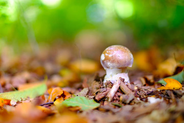 Small porcini, penny bun, cep, porcino, Boletus edulis mushroom in autumn forest closeup