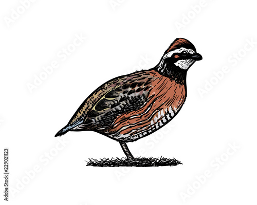 Fotomural Hand Drawn Animal Vector Bobwhite Bird Sign Symbol Icon Logo Template Design Ins