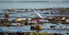 Egretta Garzetta Walking Between Many Plastic Bottles And Garbage