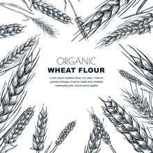 Wheat Flour Label Design Template. Sketch Vector Illustration Of Cereal Ears. Bakery Package Background