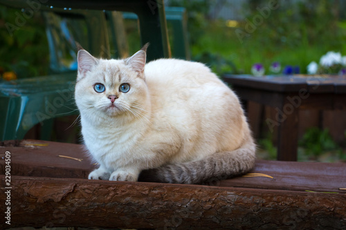 British Shorthair Cat Sitting On A Bench In The Garden And Looking