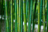 Green bamboo stalks close up