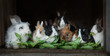 Group of decorative rabbits eating green leaves