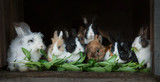 Fototapeta  - Group of decorative rabbits eating green leaves