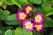 English primrose or primula vulgaris magenta red flowers with green background