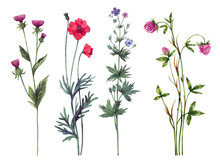 Set Of Watercolor Wild Herbs And Flowers. Hand-drawn Floral Elements.