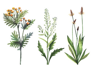 set of watercolor wild herbs and flowers. hand-drawn floral elements.
