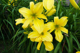Hemerocallis lemon ladeline yellow lilly flowers