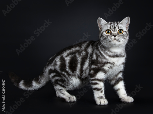 Excellent Black Silver Tabby Blotched British Shorthair Cat Kitten