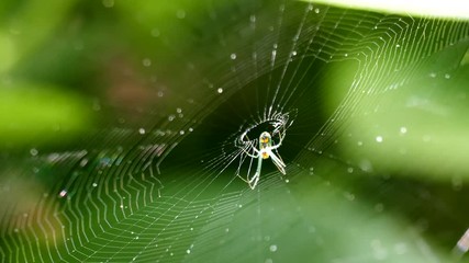 Spider and web