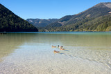 Fototapeta Góry - Ducks on the lake Erlaufsee, Mariazell, Austria