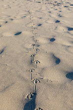 Seagull Tracks In The Sand