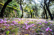walk in the woods. Wild cyclamen, pine cones and chestnuts, among the dry leaves, in autumn.
