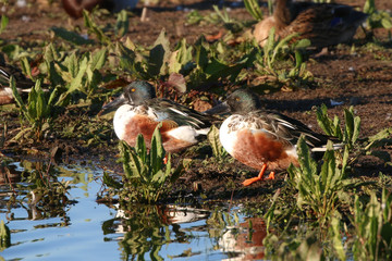 Poster - Pair of Northern Shovelers