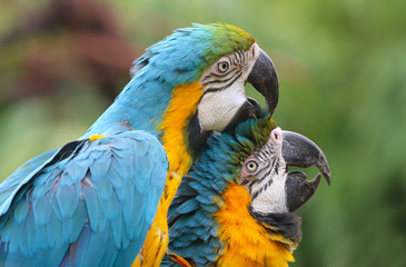 Poster - Blue and Yellow Macaws