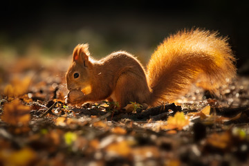 Wall Mural - cute squirrel in morning light. amazing small and cute animal. very fast, jumping from one tree to a