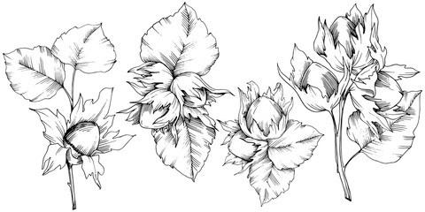 Vector autumn plant hazel nut. Leaf plant botanical garden floral foliage. Isolated illustration element. Vector leaf for background, texture, wrapper pattern, frame or border.
