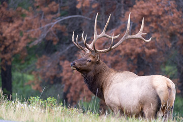 a large bull elk in the forest