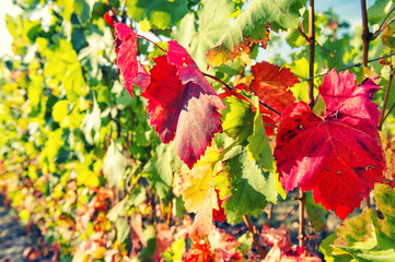 Canvas Print - autumn red yellow leaves grape vine plant vintage toned