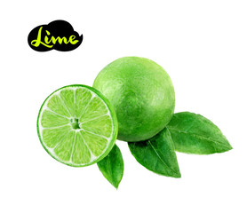 Wall Mural - lime watercolor hand draw illustration