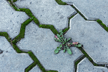 Damaged asphalt road with potholes, caused by freeze-thaw cycles in winter. Bad road. Broken pavements sidewalks on sidewalk. pavement with paving slabs with defects and cracks coming in perspective