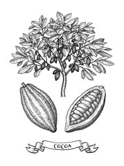 Wall Mural - cacao tree and fruits ink sketch.