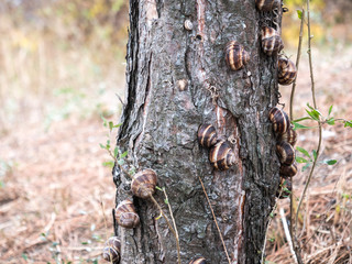 snails on trunk